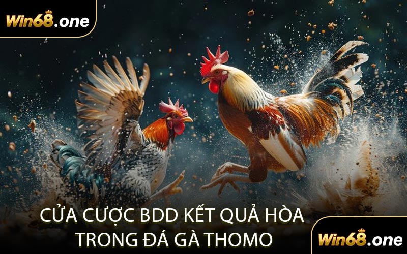 Cửa cược BDD Kết quả hòa trong đá gà Thomo