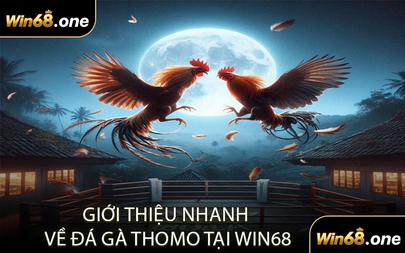Giới Thiệu Nhanh Về Đá Gà Thomo Tại WIN68
