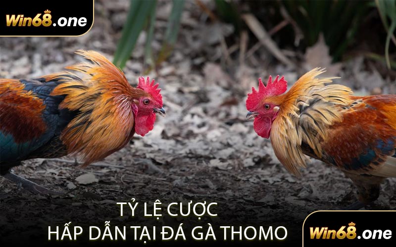 Tỷ lệ cược hấp dẫn tại đá gà Thomo