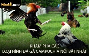 Khám phá các loại hình đá gà Campuchia nổi bật nhất