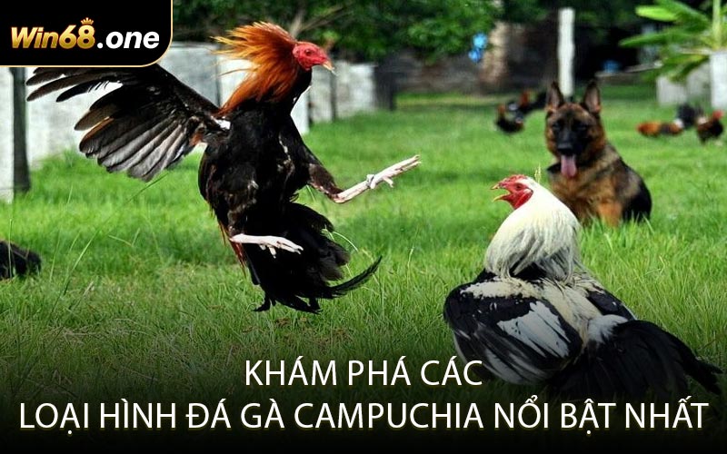Khám phá các loại hình đá gà Campuchia nổi bật nhất