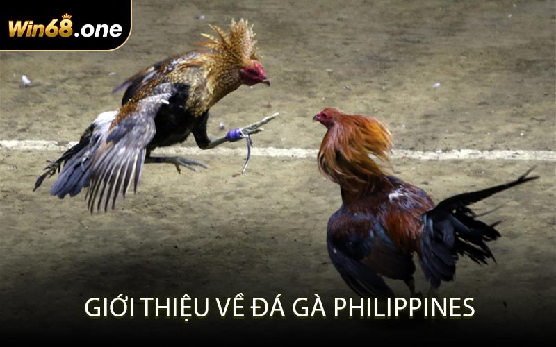 Giới thiệu về đá gà Philippines