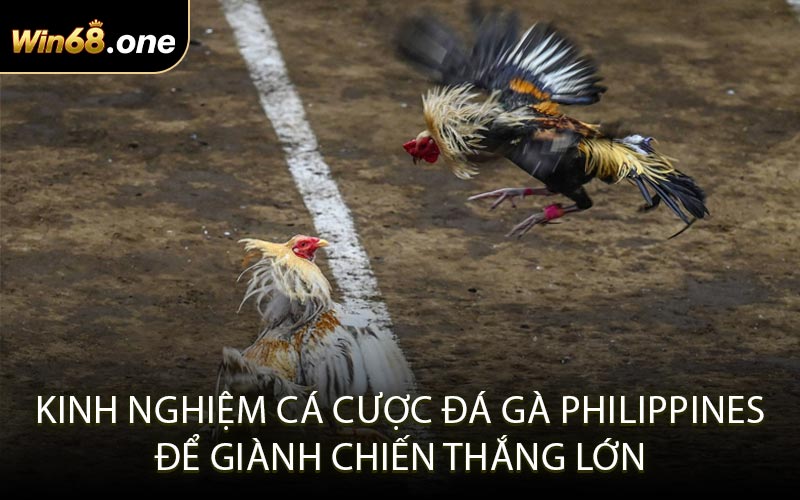 Kinh nghiệm cá cược đá gà Philippines để giành chiến thắng lớn