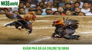 Khám Phá Đá Gà Online Tại NK88