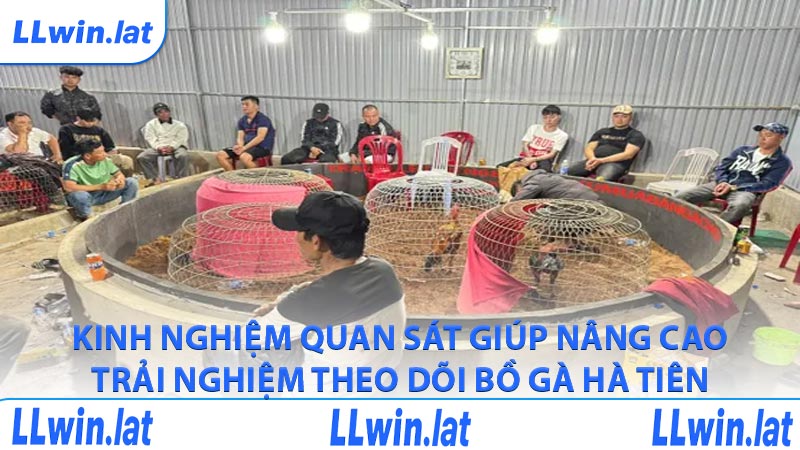 Kinh nghiệm quan sát giúp nâng cao trải nghiệm theo dõi bồ gà Hà Tiên