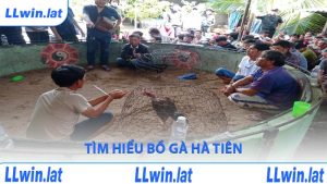 Tìm hiểu bồ gà Hà Tiên