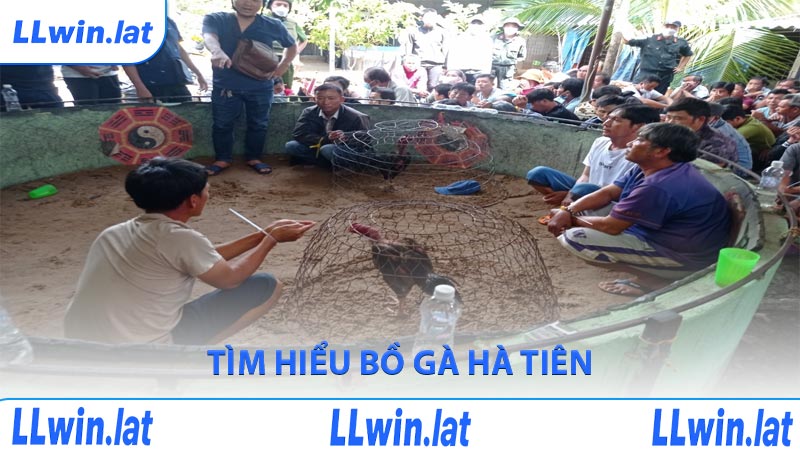 Tìm hiểu bồ gà Hà Tiên